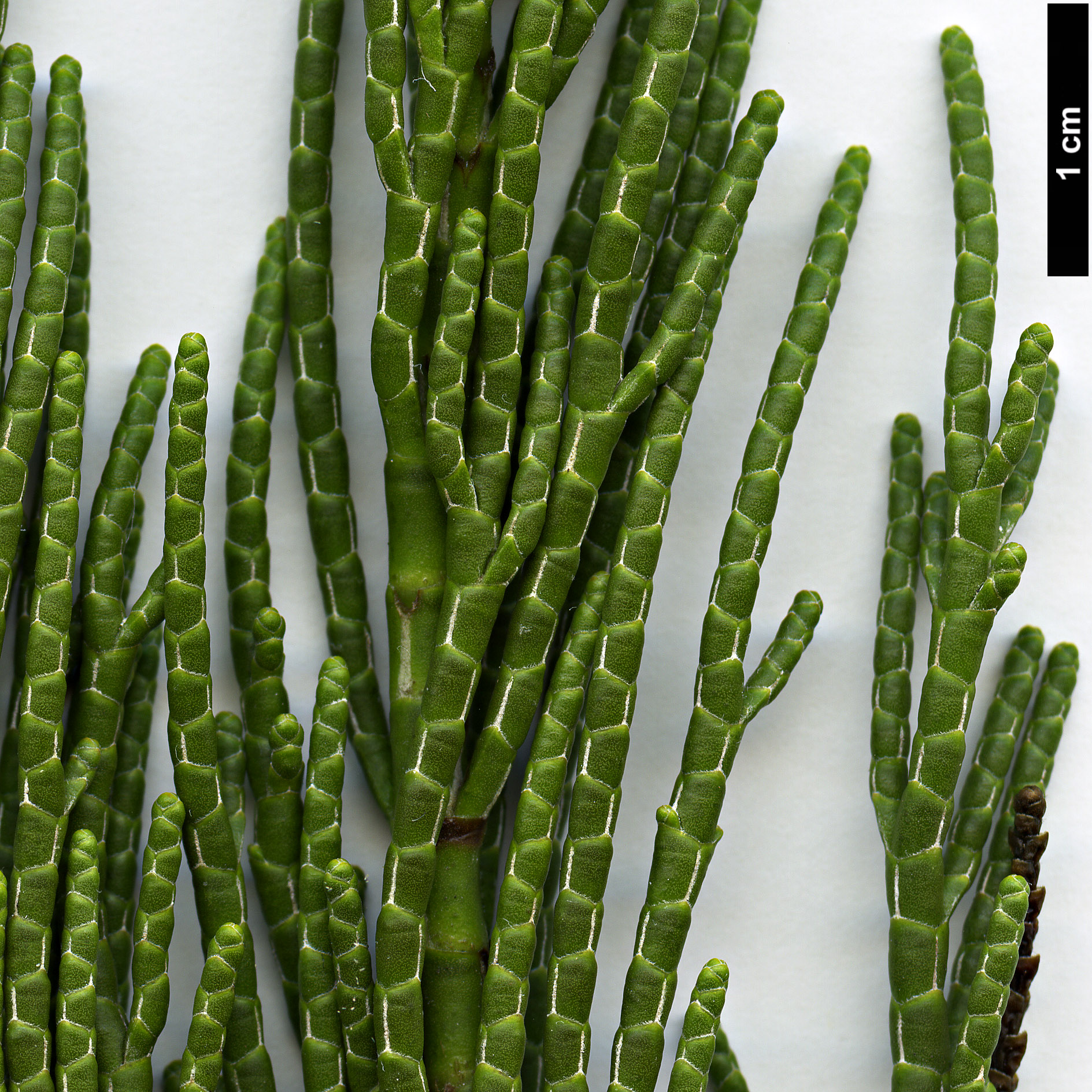 High resolution image: Family: Plantaginaceae - Genus: Hebe - Taxon: salicornoides